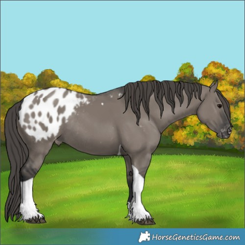 Horse Color:Grullo Tobiano Appaloosa Rabicano 