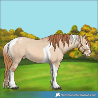 Horse Color:Red Dun Splash Tobiano Varnish Rabicano