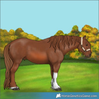 Horse Color:Chestnut Tobiano