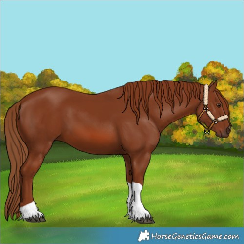 Horse Color:Chestnut Tobiano 