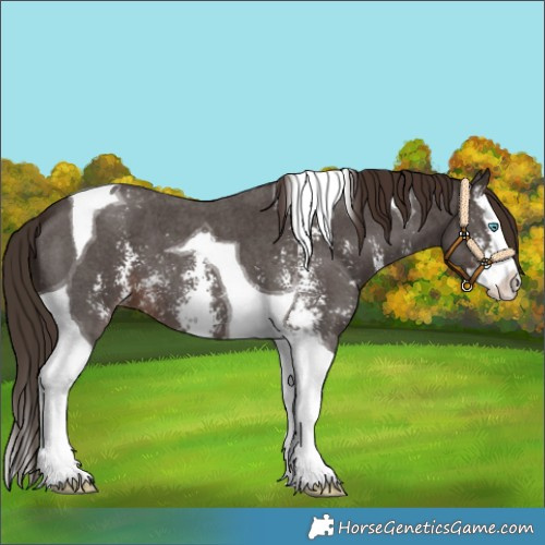 Horse Color:Liver Chestnut Sabino Splash Tobiano Blanket