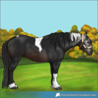 Horse Color:Gray Brown Tobiano