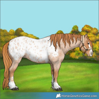 Horse Color:Red Roan Splash Tobiano Appaloosa 