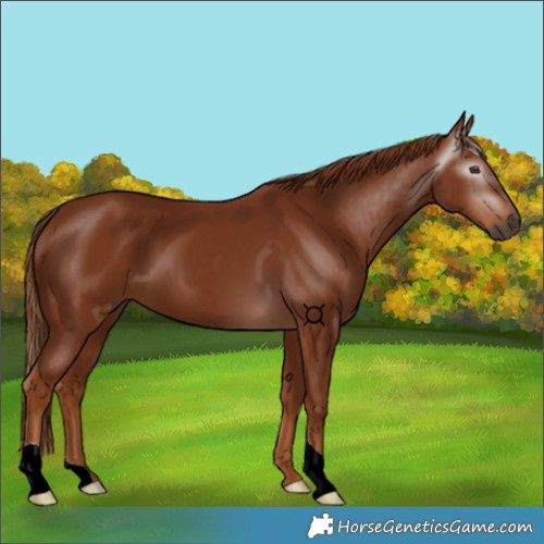 Horse Color:Gray Chestnut 