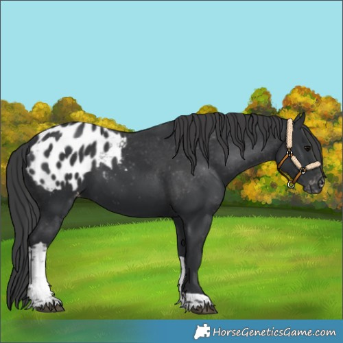 Horse Color:Black Tobiano Blanket 