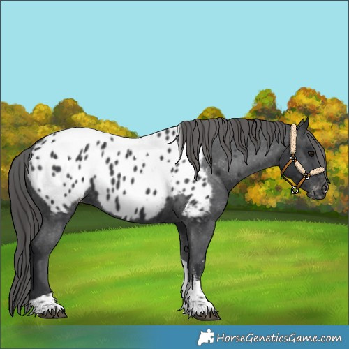 Horse Color:Black Sabino Tobiano Appaloosa 