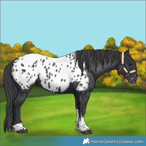 Horse Color:Black Sabino Tobiano Near Leopard 