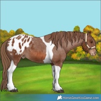 Horse Color:Chestnut Tobiano Appaloosa 
