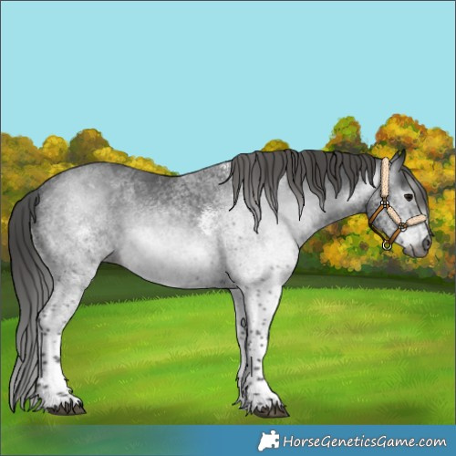 Horse Color:Gray White Spotted Black Tobiano Appaloosa 