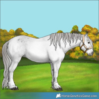 Horse Color:Gray White Spotted Black Tobiano Varnish