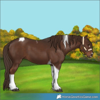 Horse Color:Liver Chestnut Tobiano 