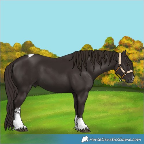 Horse Color:Liver Chestnut Sabino Tobiano