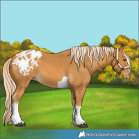 Horse Color:Palomino Tobiano Blanket 
