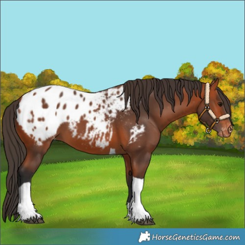 Horse Color:Bay Tobiano Appaloosa 