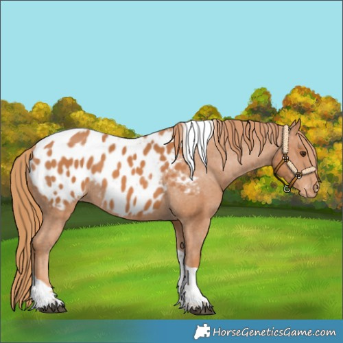 Horse Color:Chestnut Tobiano Appaloosa 