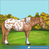 Horse Color:Chestnut Tobiano Near Leopard 