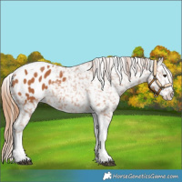 Horse Color:Chestnut Splash Tobiano Blanket 