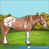 Horse Color:Chestnut Splash Tobiano Appaloosa 