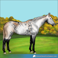 Horse Color:ERROR: UNKNOWN ANOMALY