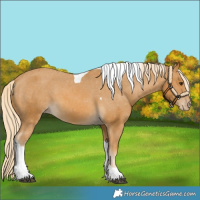 Horse Color:Palomino Tobiano Varnish 