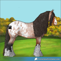Horse Color:Bay Roan Blanket