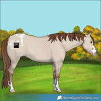 Horse Color:Classic Champagne Dun Appaloosa 