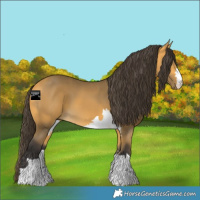 Horse Color:Buckskin 
