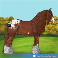 Horse Color:Chestnut Appaloosa