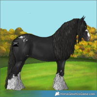 Horse Color:Gray Black Appaloosa