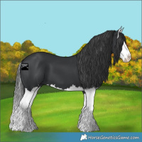 Horse Color:Black Splash