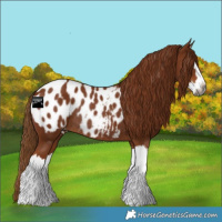 Horse Color:Gray Chestnut Splash Appaloosa Rabicano