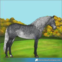 Horse Color:Silver Brown Chinchilla 