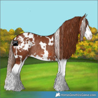 Horse Color:White Spotted Chestnut Splash Appaloosa Rabicano 