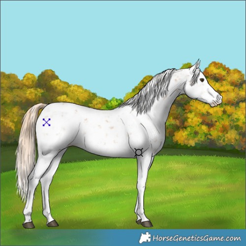 Horse Color:Chestnut Sabino