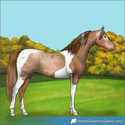 Horse Color:Gray Chestnut Ice Pearl Tobiano 