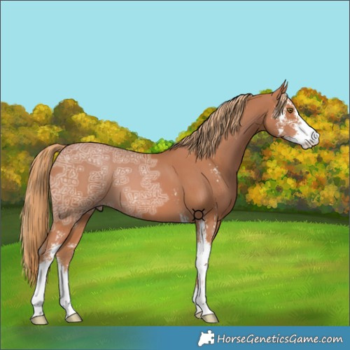 Horse Color:Chestnut Ice Sabino 