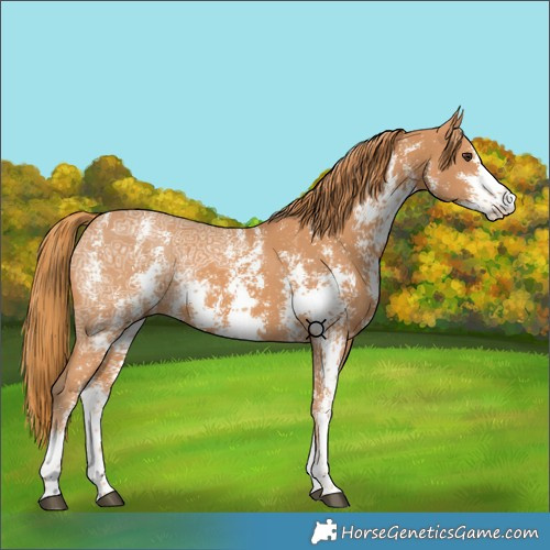 Horse Color:Chestnut Ice Sabino 