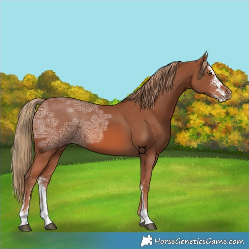 Horse Color:Chestnut Ice Sabino 