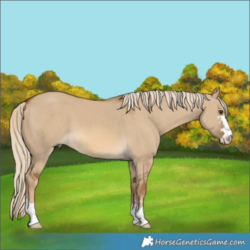 Horse Color:Chocolate Palomino Dun 