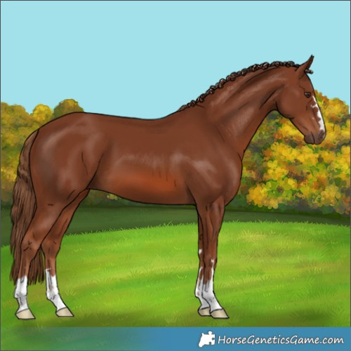 Horse Color:Chestnut 