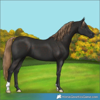 Horse Color:Liver Chestnut 