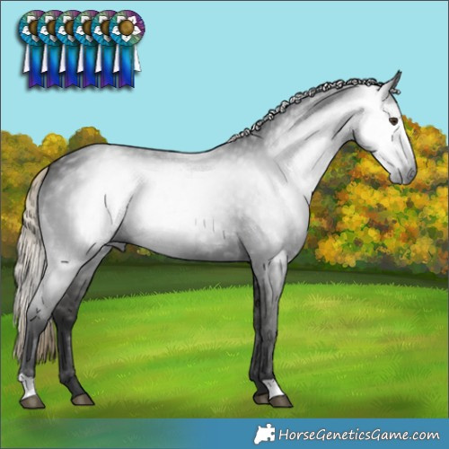 Horse Color:Gray Liver Chestnut 
