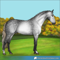 Horse Color:Gray Liver Chestnut 