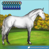 Horse Color:Gray Liver Chestnut 