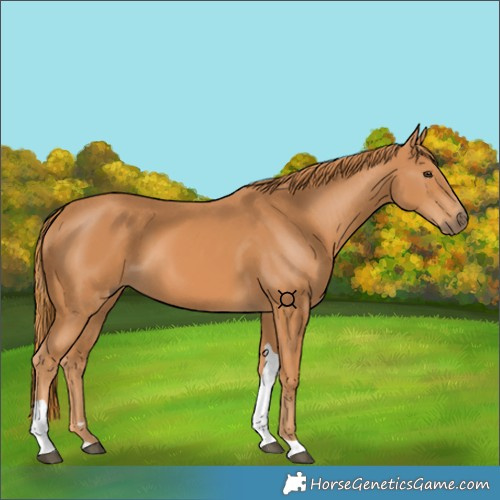 Horse Color:Chestnut Tobiano