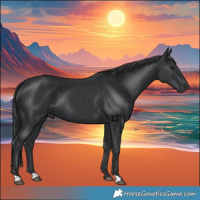 Horse Color:Black 
