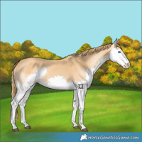 Horse Color:Chestnut Splash 