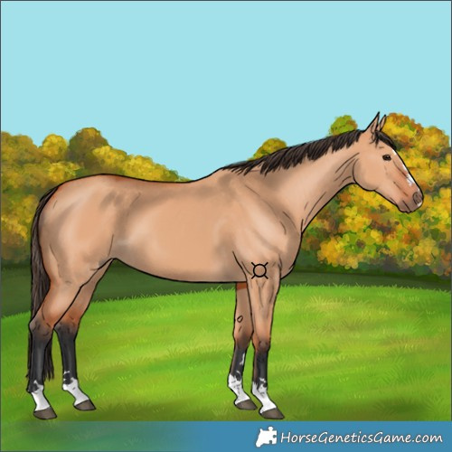 Horse Color:Bay Dun