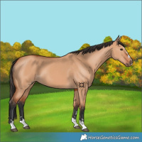Horse Color:Bay Dun