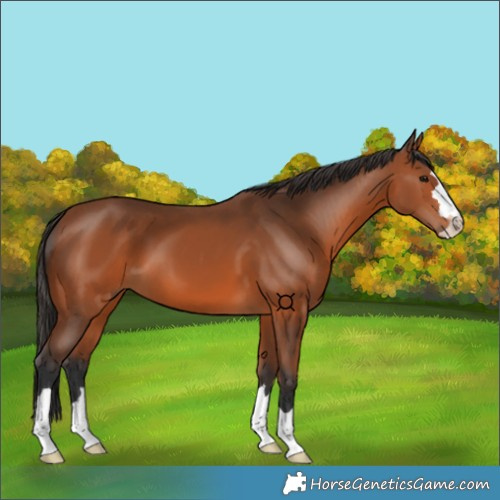 Horse Color:Bay 